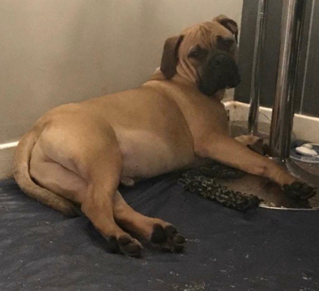 bullmastiff puppies for sale gumtree